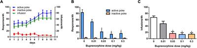 Buprenorphine reduces methamphetamine intake and drug seeking behavior via activating nociceptin/orphanin FQ peptide receptor in rats